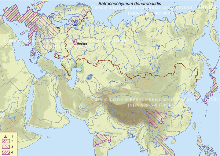 Batrachochytrium dendrobatidis Longcore Pessier & D.K. Nichols, 1999  Лягушачий грибок-убийца