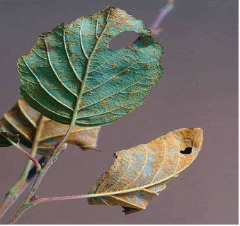 <i>Melampsoridium hiratsukanum</i>