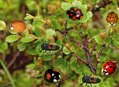 Хармония изменчивая или божья коровка-арлекин - <i>Harmonia axyridis</i> Pallas, 1773.