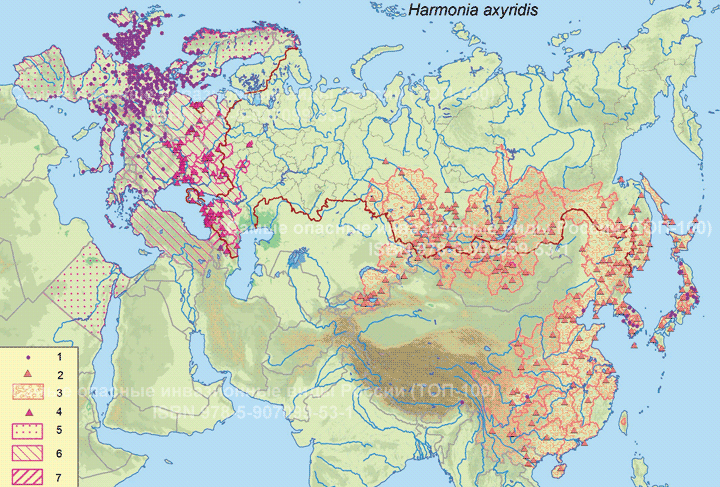 Хармония изменчивая или божья коровка-арлекин