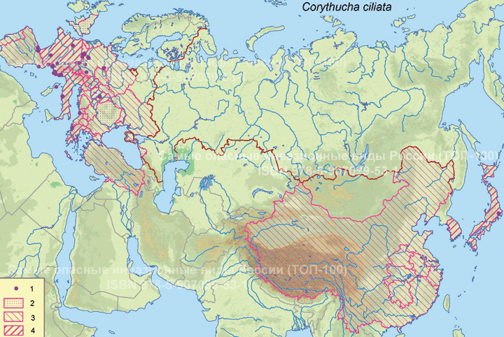 Клоп-кружевница платановый