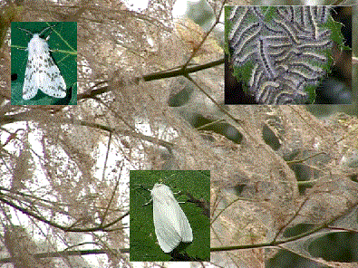 Американская белая бабочка - <i>Hyphantria cunea</i> Drury, 1773.