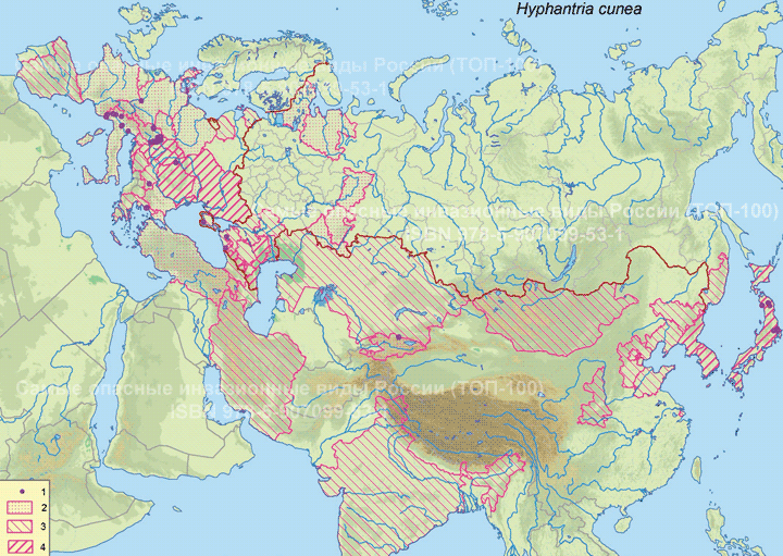 Американская белая бабочка