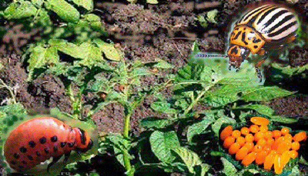 Колорадский жук или колорадский картофельный жук - <i>Leptinotarsa decemlineata</i> Say, 1824.