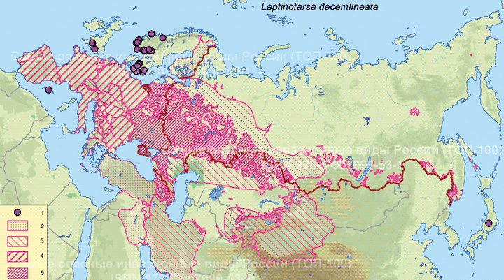 Колорадский жук или колорадский картофельный жук