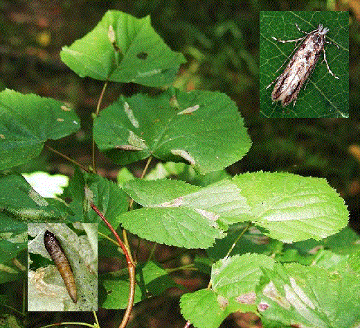 Липовая моль-пестрянка - <i>Phyllonorycter issikii</i> Kumata, 1963.