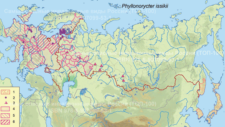Липовая моль-пестрянка