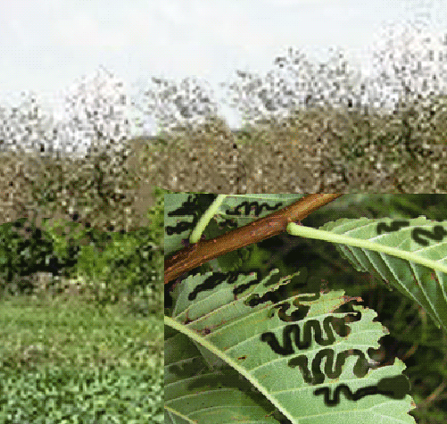 Ильмовый пилильщик-зигзаг - <i>Aproceros leucopoda</i> Takeuchi, 1939.