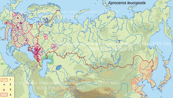 Ильмовый пилильщик–зигзаг
