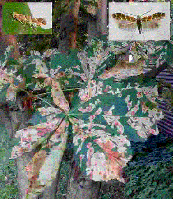 Каштановая минирующая моль или охридский минёр - <i>Cameraria ohridella</i> Deschka & Dimic.