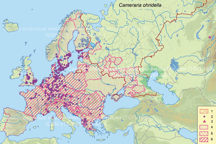 Каштановая минирующая моль или охридский минёр