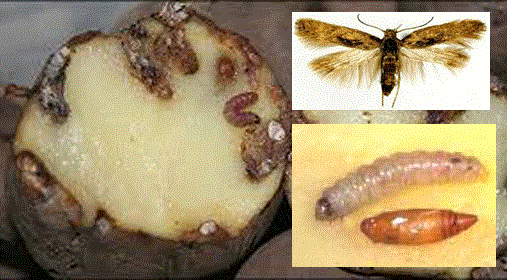 Картофельная моль - <i>Phthorimaea operculella</i> Zeller, 1873.
