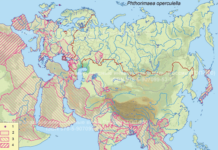 Phthorimaea operculella