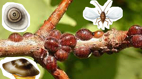 Калифорнийская щитовка - <i>Quadraspidiotus perniciosus</i> Comstock, 1881.