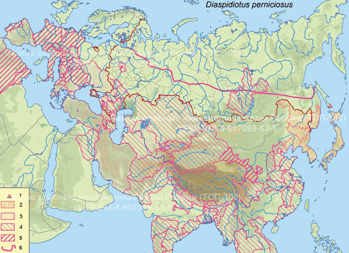 Калифорнийская щитовка