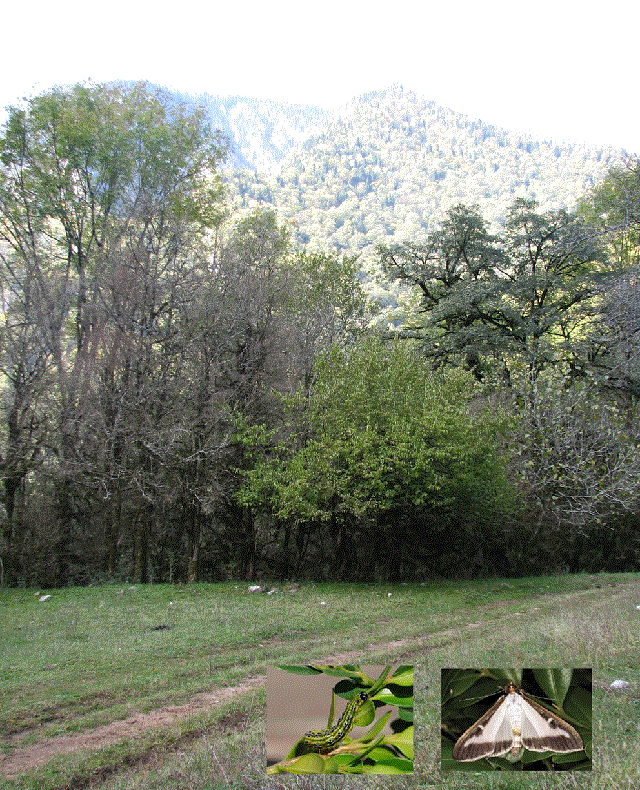 Самшитовая огневка - <i>Cydalima perspectalis</i> Walker, 1859.