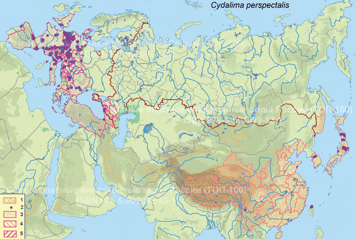 Самшитовая огневка - <i>Cydalima perspectalis</i> Walker, 1859