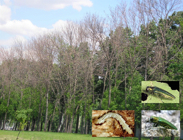 Ясеневая изумрудная узкотелая златка - <i>Agrilus planipennis</i> Fairmaire, 1888.