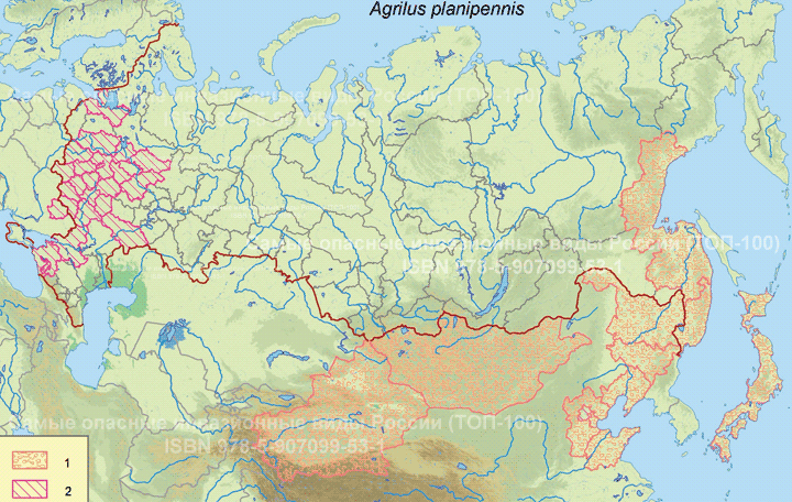 Ясеневая изумрудная узкотелая златка