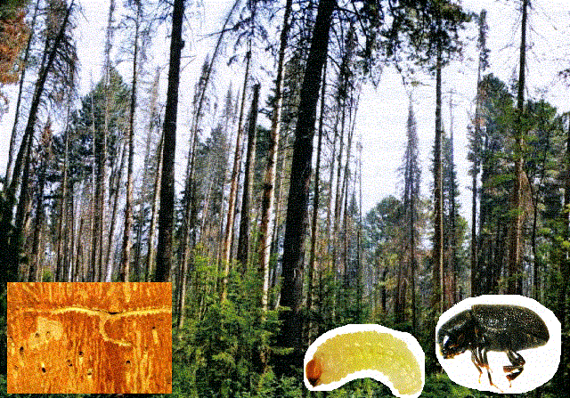 Уссурийский полиграф - <i>Polygraphus proximus</i> Blandford, 1894.