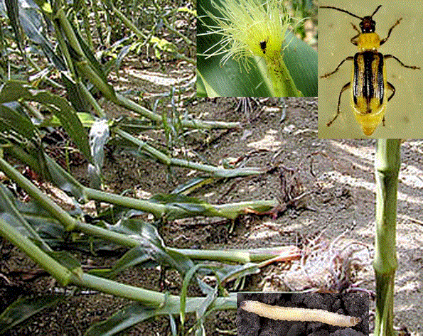 Западный кукурузный корневой жук - <i>Diabrotica virgifera virgifera </i>LeConte, 1868.