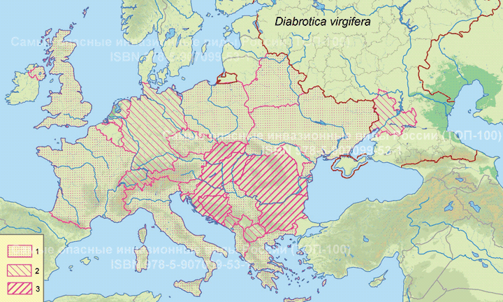 Западный кукурузный корневой жук