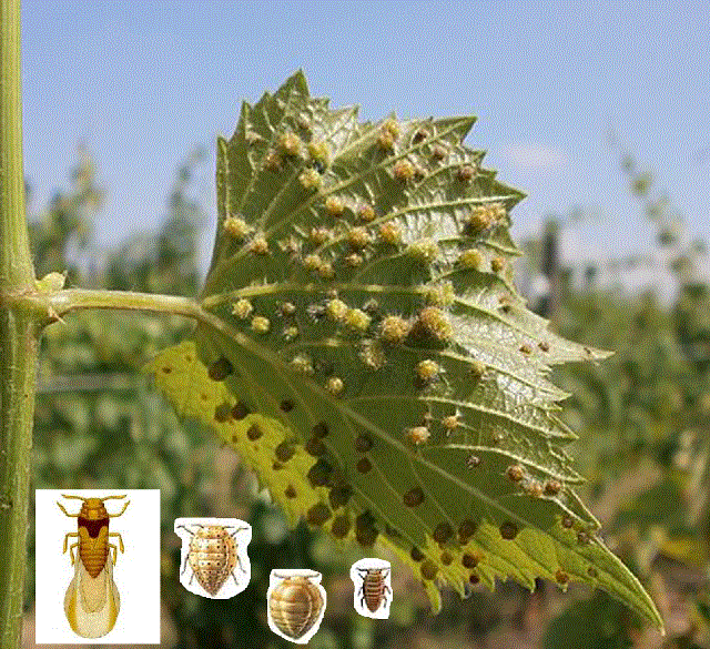 Филлоксера - <i>Dactylosphaera vitifoliae</i> Fitch, 1855.