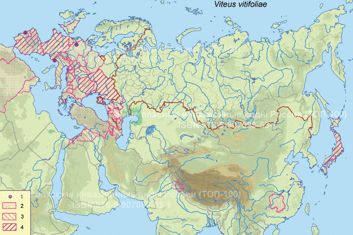 Филлоксера