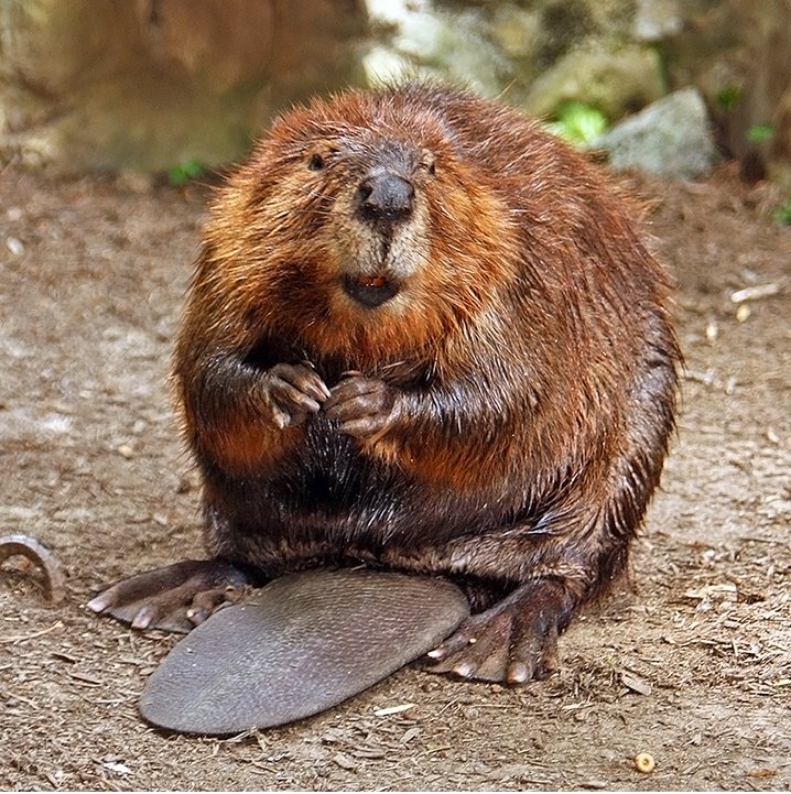   - <i>Castor canadensis</i> Kuhl, 1820