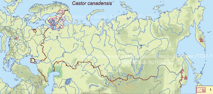   Castor canadensis 