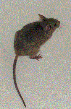   - <i>Mus musculus</i> Linnaeus, 1758.   ..