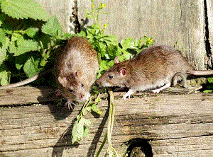   - <i>Rattus norvegicus</i> Berkenhout, 1769.