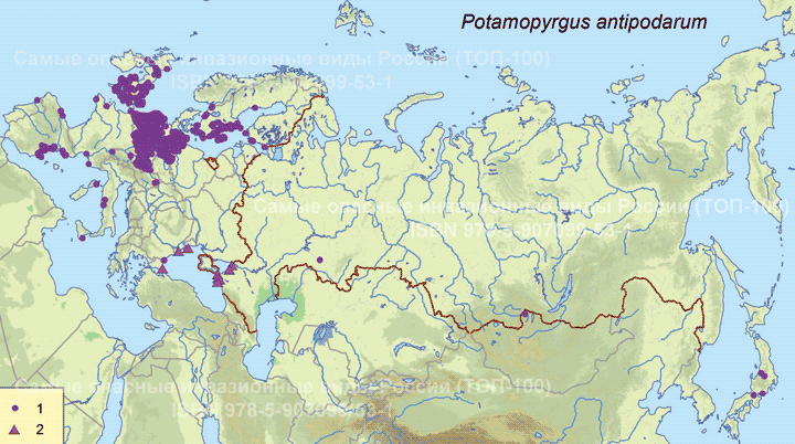 Potamopyrgus antipodarum