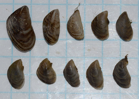 Dreissena bugensis Andrusov, 1897 -  Бугская дрейссена