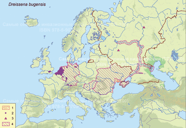 Dreissena bugensis