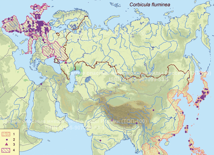 Corbicula fluminea (O. F. Muller, 1774) Восточная корбикула