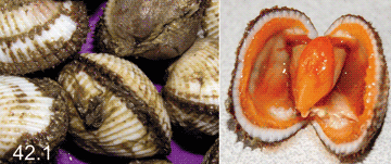 Anadara kagoshimensis (Tokunaga, 1906) Анадара