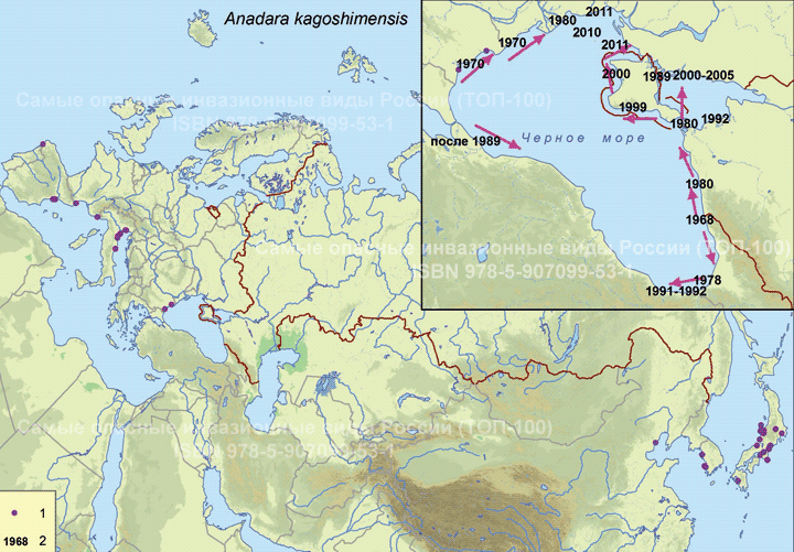 Anadara kagoshimensis (Tokunaga, 1906) Анадара