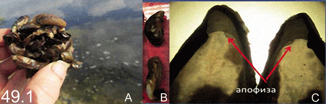 Mytilopsis leucophaeata