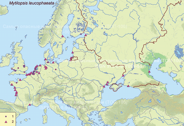 Mytilopsis leucophaeata