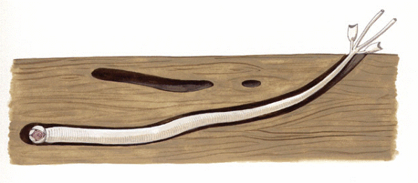 <i>Teredo navalis</i> Linnaeus, 1758 - Древоточец