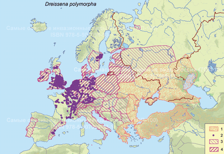 <i>Dreissena polymorpha</i> (Pallas,1771) - Речная дрейссена