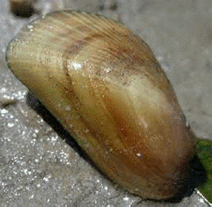 Arcuatula senhousia Benson, 1842 - Азиатская мидия