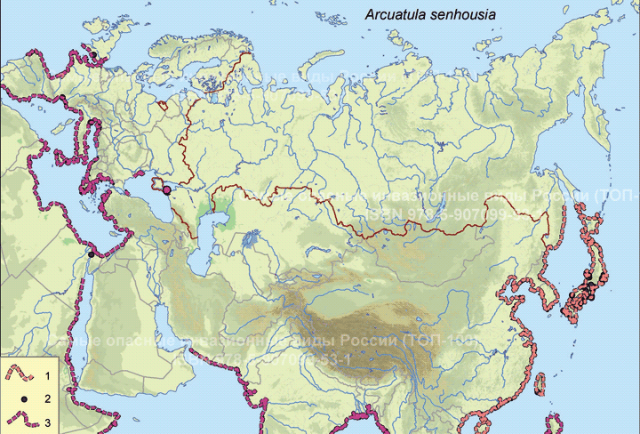 Arcuatula senhousia Benson, 1842 Азиатская мидия