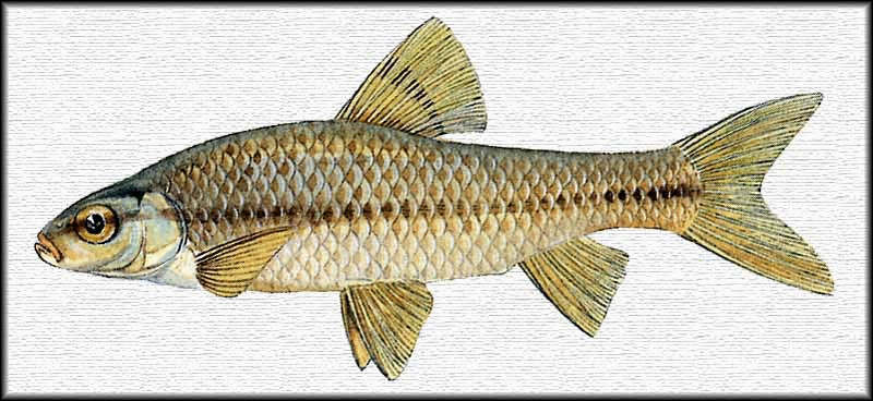 Амурский чебачок - <i>Pseudorasbora parva</i>, Temminck et Schlegel, 1846