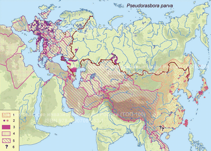 Pseudorasbora parva, Temminck et Schlegel, 1846  Амурский чебачок