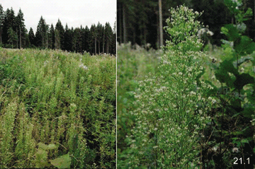 Erigeron canadensis L., 1753 Мелколепестник канадский