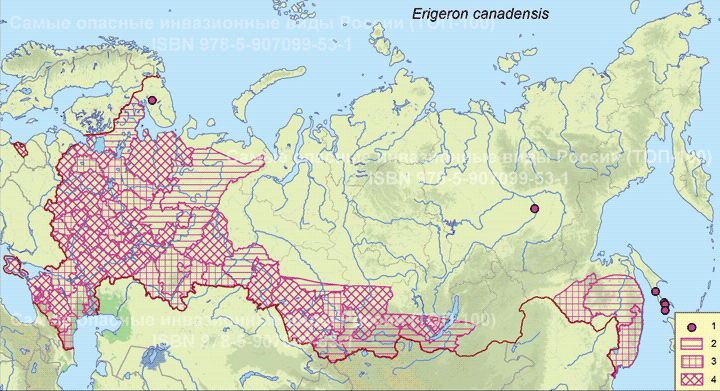 Erigeron canadensis L., 1753 Мелколепестник канадский