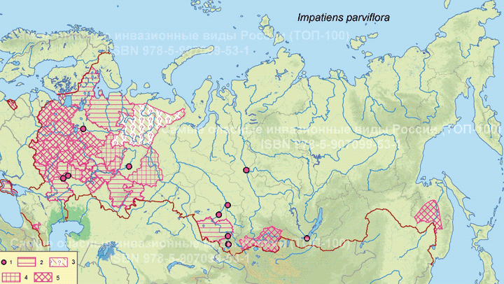 Impatiens parviflora DC. Недотрога мелкоцветковая.