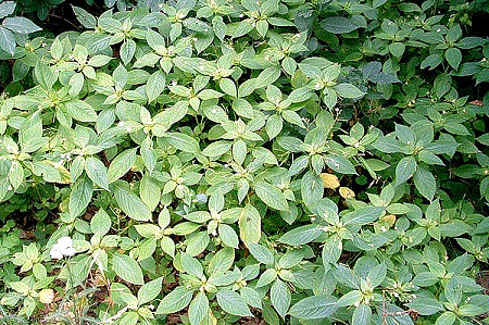 Недотрога мелкоцветковая - Impatiens parviflora DC.